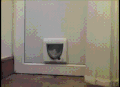 小门 猫咪 搞笑 观看