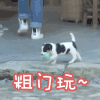 幸福三重奏 小狗 出门玩 走了 搞怪 逗
