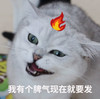 萌宠 喵星人 我好气哦 我要发脾气了 憨憨 淘气