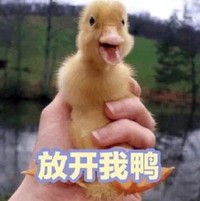 小黄鸭 萌宠 可爱 逗 文字表情包