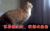萌宠 眺望