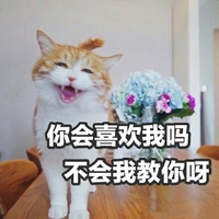 萌星人 可爱 小猫 你会喜欢我吗不会我教你呀