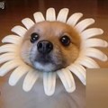 狗狗 向日葵 瞪眼 可爱