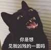萌宠 猫星人 你是想看我凶残的一面吗 凶巴巴 呆萌 可爱