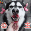 哈士奇 狗 汪星人 公主 搞怪 soogif soogif出品