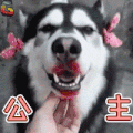 哈士奇 狗 汪星人 公主 搞怪 soogif soogif出品