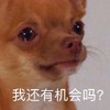 萌宠 汪星人 我还有机会吗 哭了 搞怪 逗
