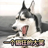 萌宠 汪星人 一个猖狂的大笑 哈哈哈哈 淘气 活泼