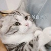 萌宠 猫星人 自闭了 不想说话 呆萌 可爱
