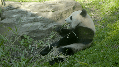 熊猫 萌化了 天然呆 panda 动物 草地