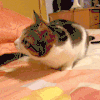 猫咪   可爱   寻找   抬头