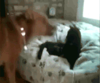 狗狗 猫咪 床 有趣