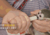 猫 猫咪 猴子 收养 萌宠