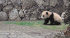 熊猫 萌化了 天然呆 动物 panda