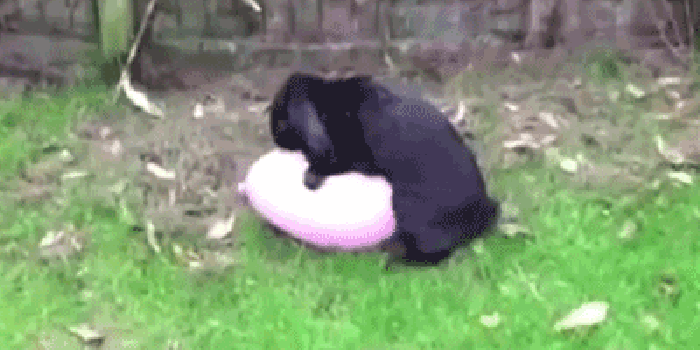 兔子 黑色 搞笑 气球