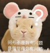 萌宠 小老鼠 问号 你有问题 呆萌 可爱