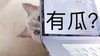 萌宠 猫星人 有瓜 好奇 搞怪 逗