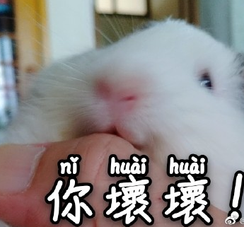 竹鼠 可爱 萌宠 文字表情包 逗