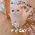 我好乖的 猫咪 眼神 可爱