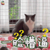 萌宠 猫咪 猫 蒙圈 一脸懵逼 soogif soogif出品