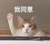 萌宠 猫星人 我同意 举手 呆萌 可爱