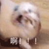 沙雕猫 猫咪 猫 可爱猫 猫表情包 猫咪表情包 小猫