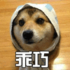 狗 汪星人 乖巧 soogif soogif出品