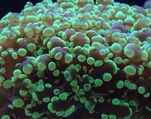 生物学 珊瑚 微生物学 海洋生物学
