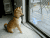 柴犬 扑腾 欢脱 Shiba Inu
