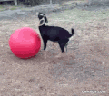 山羊 瑜伽球 goat