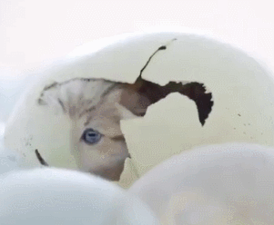 猫宝宝 蛋壳儿 裂开 大眼睛