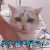 萌宠 猫咪 猫 伤心 宝宝 超委屈 soogif soogif出品