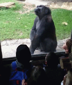 大猩猩 孩子 观众 吓死你们