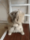 猫咪 老鼠 可爱 萌宠