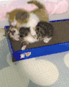 狗 猫 打闹 舌头