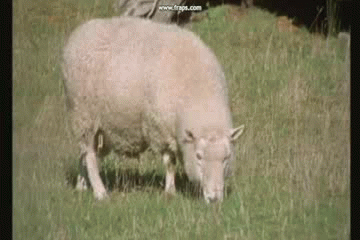 绵羊 爆炸 懵 惨烈 sheep