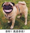 沙皮狗 呲牙 搞笑 你好我是你爸
