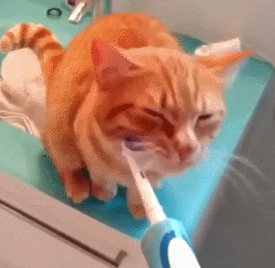 猫咪 牙刷 摇头 搞笑