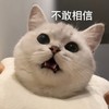 萌宠 猫星人 不敢相信 惊讶 呆萌 可爱