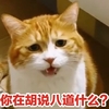萌宠 猫星人 你在胡说八道什么 呆萌 可爱