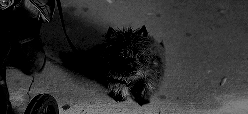 狗狗 可爱 黑色 坐地上