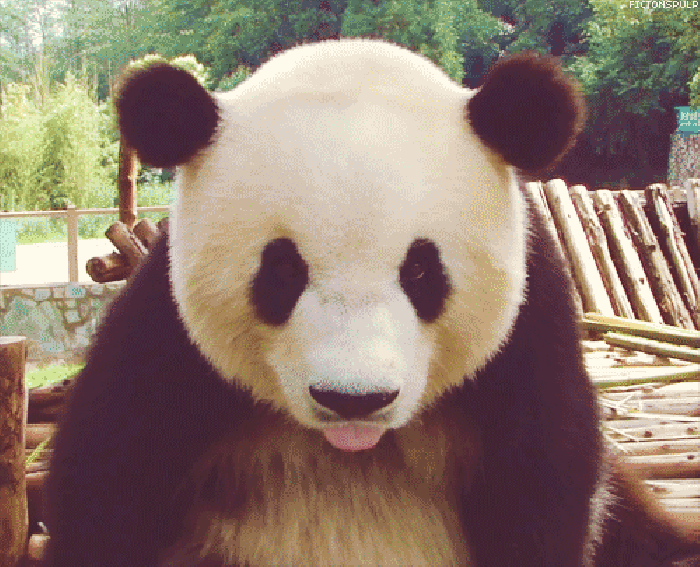 熊猫 大耳 黑眼睛 伸舌头