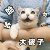 大傻子 猫 哈哈 可爱 呆萌