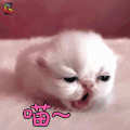 猫 萌宠 喵星人 喵 卖萌 soogif soogif出品