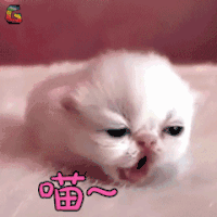 猫 萌宠 喵星人 喵 卖萌 soogif soogif出品