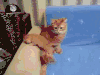 可爱 喵星人 折耳猫 小奶猫