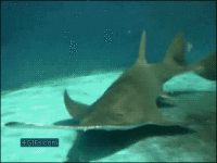 鲨鱼 shark 捕食 海底