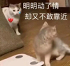 萌宠 猫星人 明明动了情 却又不敢靠近 搞怪 呆萌