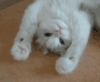 动物 萌宠 猫咪 搞笑 可爱