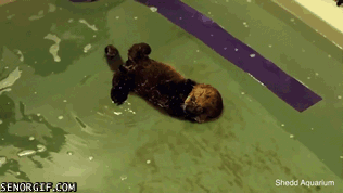水獭 短腿 慵懒 惬意 安逸 otter